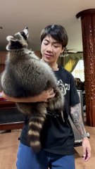 Guy Cuddles Big  Adorable Raccoon