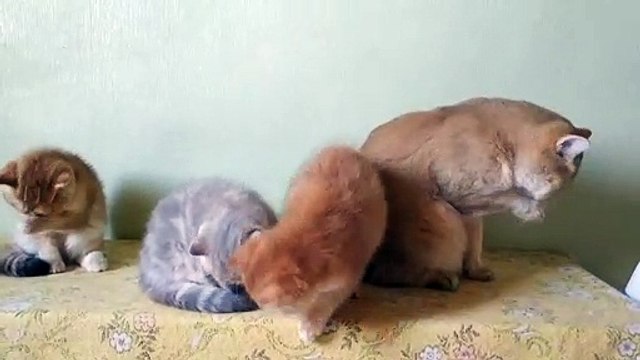 Face wash time _ Cute British Shorthair kittens 3 months old