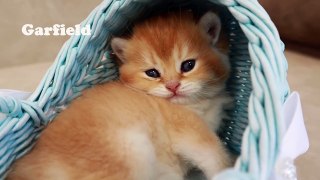 27 days after birth _ Funny tiny kittens _ 16 minutes for your good mood