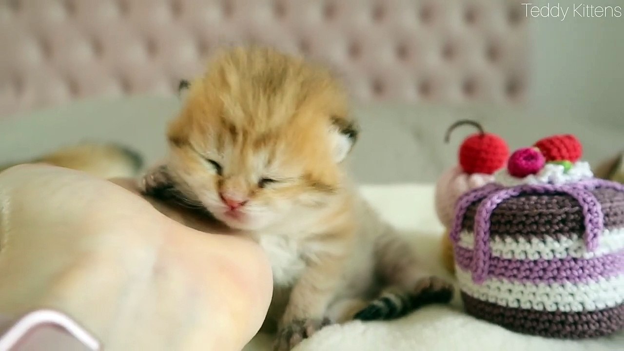 Sleepy two tiny Kittens _  9 days after birth