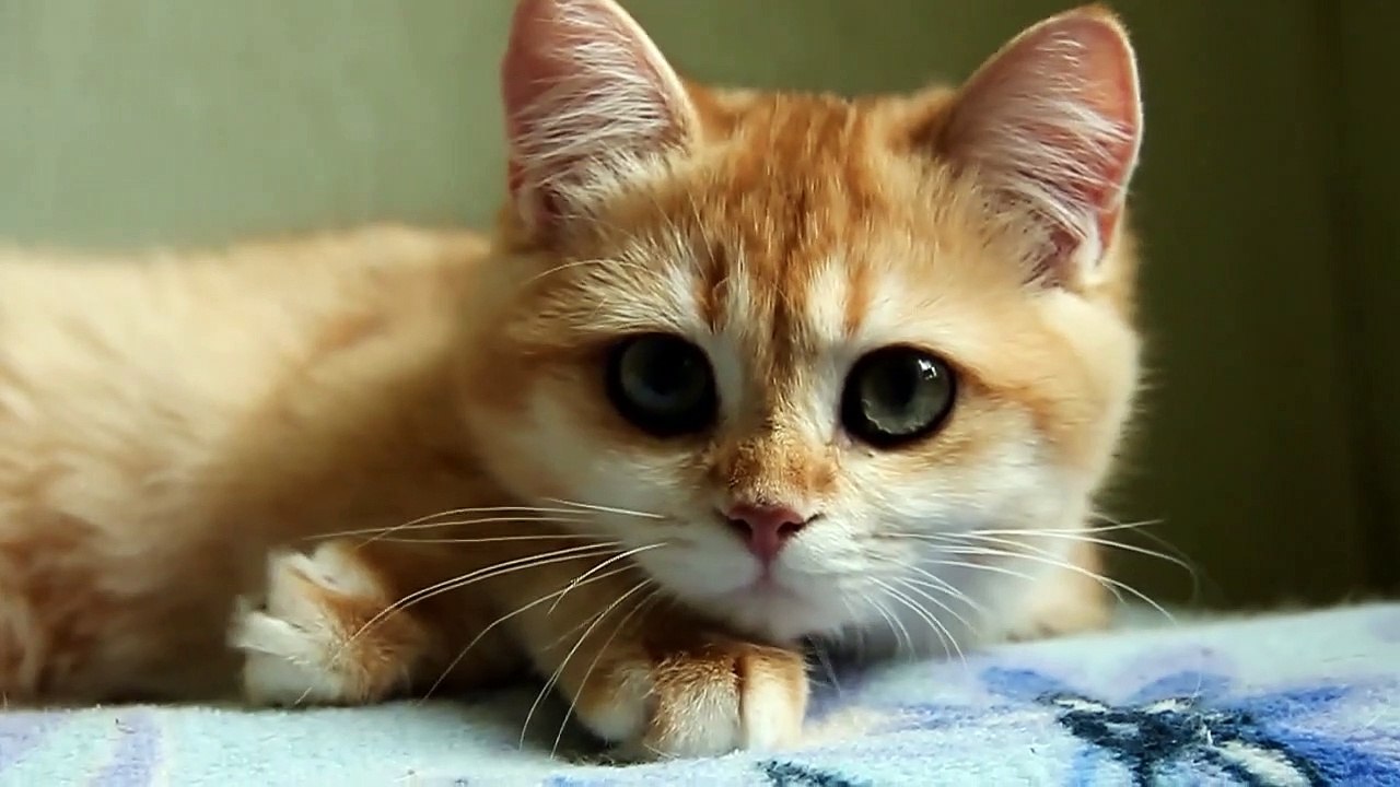 CUTENESS OVERLOAD. My Big Kittens Pride