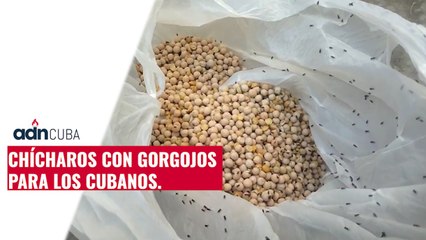 Chícharos con gorgojos para los cubanos