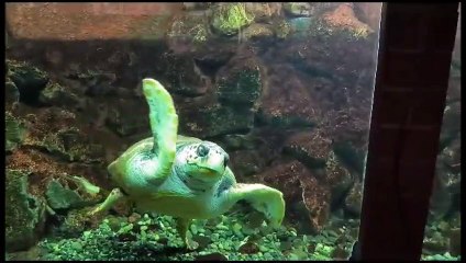 Alla scoperta dell'acquario dell'Isola d'Elba (di Valerie Pizzera)