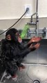 monkey taking a bath