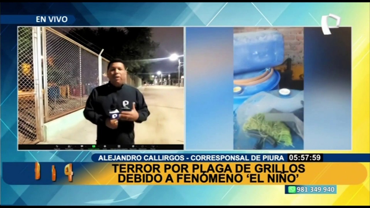Plaga de grillos preocupa a las familias de Piura: tienen que sacar insectos en sacos