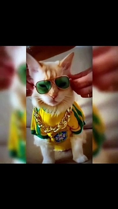 Funny cats #03