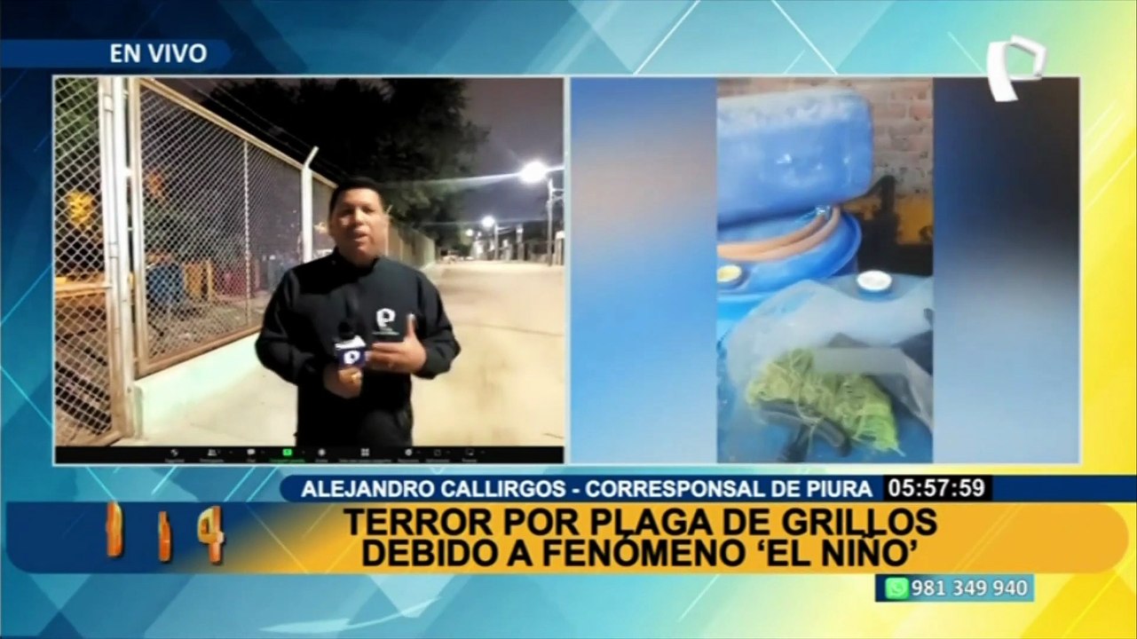 Plaga de grillos preocupa a las familias de Piura: tienen que sacar insectos en sacos