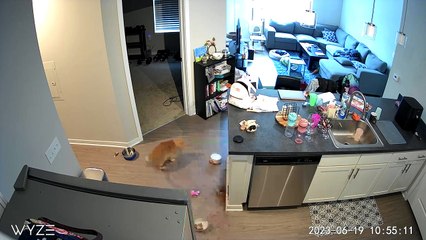 Crevette Le chat orange ne peut pas sauter