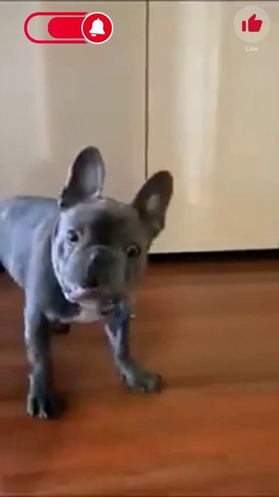 Popular Cute Animals Funny Videos  | #funny #funnyvideo #cat #dog #funnyvideos #animals #trending