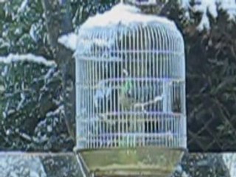 Mésanges et moineau.