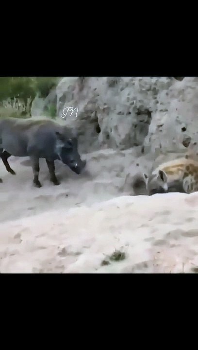 Spotted Hyena