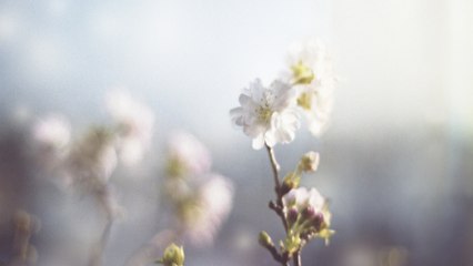 Akira Kosemura - Dear Sunshine (Visualizer)