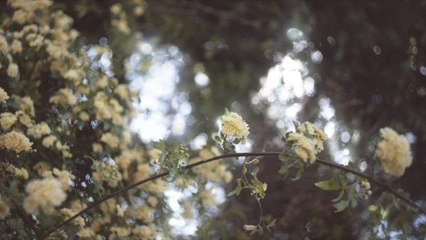 Akira Kosemura - Fallen Flowers (Visualizer)