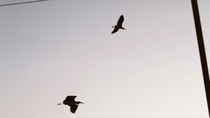 Akira Kosemura - Left Behind (Visualizer)