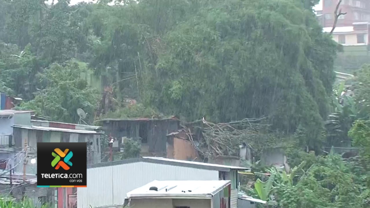 Video: Árbol cae sobre tres casas en Sabanilla de Montes de Oca-220623