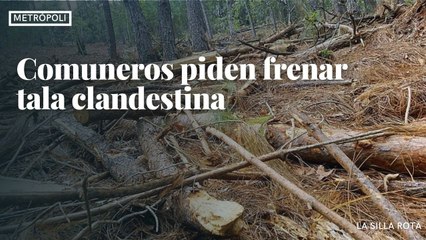 Comuneros piden frenar tala clandestina