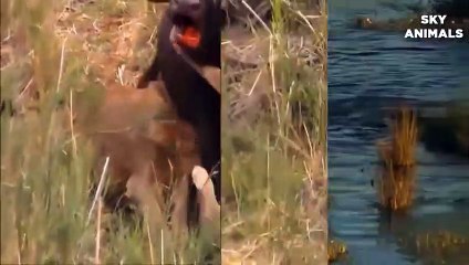 lion-vs-buffalo-battle-is-not-never-buffalo-too-angry-destroy-the-strongest-lion-in-african
