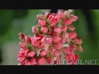 Doc-animaux : Insolite : Une grenouille qui resiste au gel