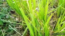 Vlog 17 | বাংলা চটি গল্প || Agriculture rice field in my father's land @Alisha