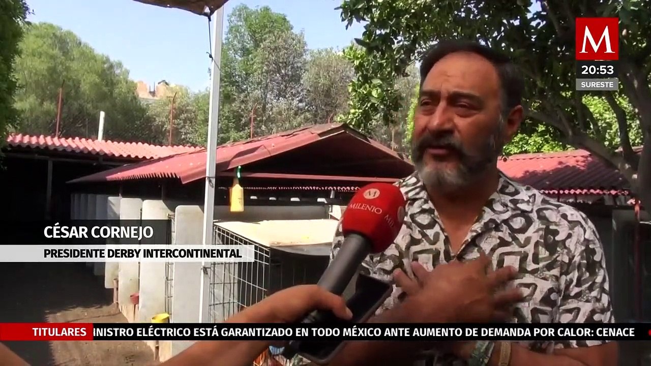 Prohibición de peleas de gallos podría afectar a las especies según criadores de aves de la CdMx