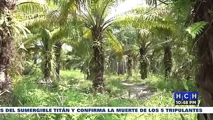 ¡Plantón! Trabajadores de fincas invadidas en El Progreso exigen intervención porque están quedando sin "chamba"
