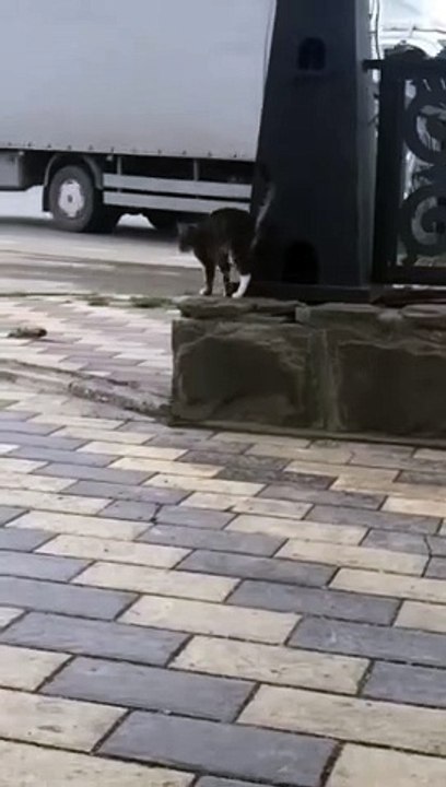 Chechen cat-acrobat