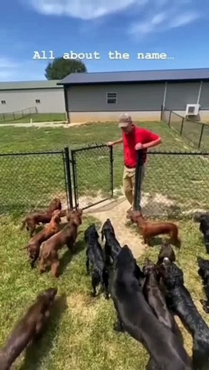 Dog discipline