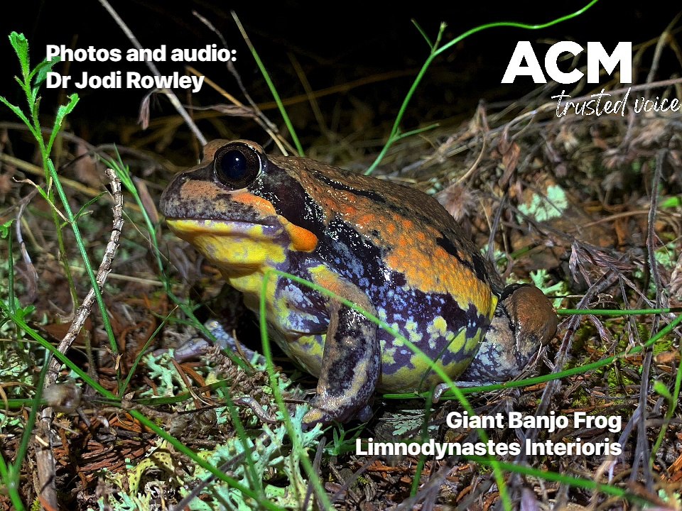 Frog calls | The Senior | June 24, 2023