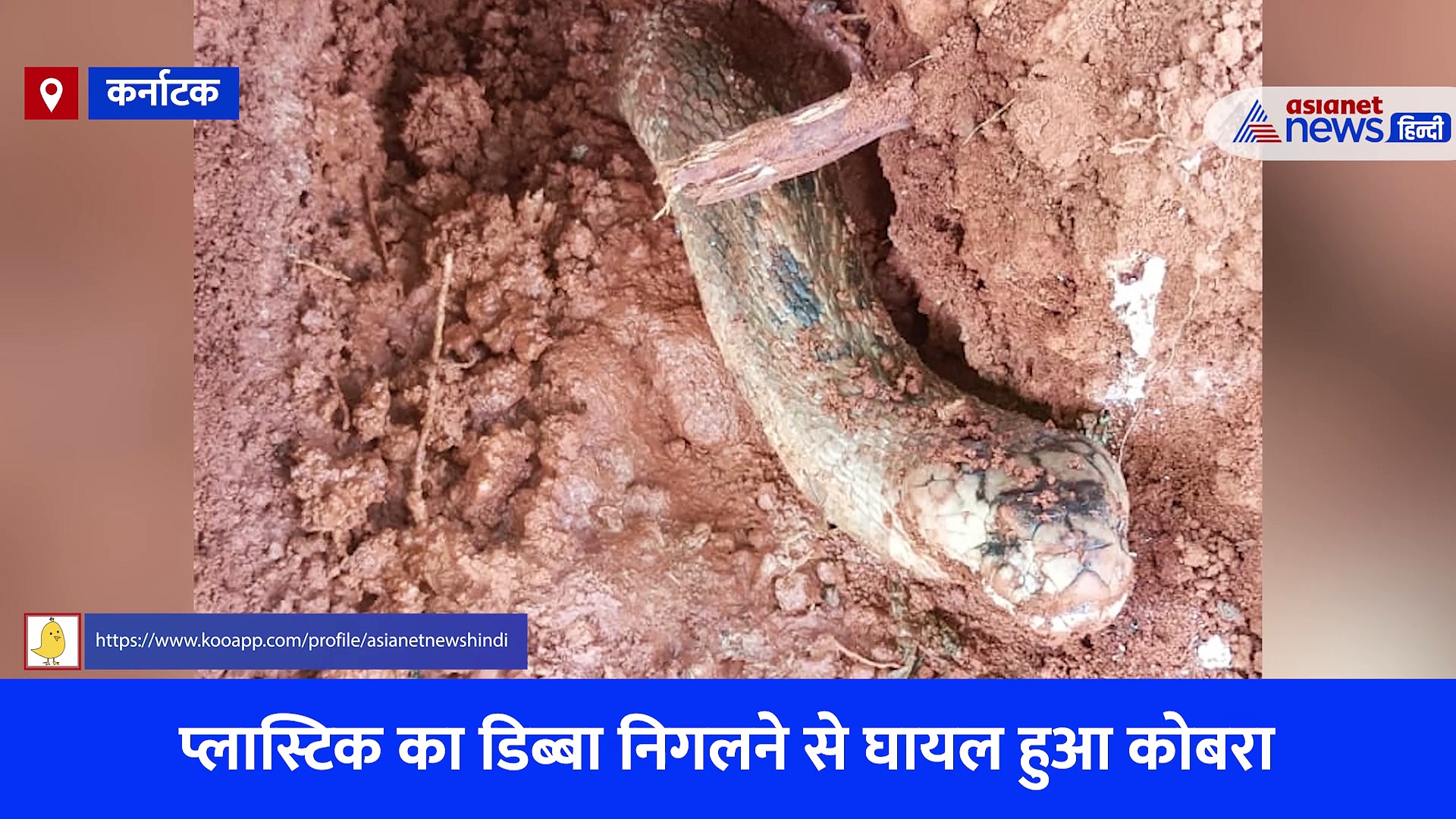 कर्नाटक में कोबरा ने निगल लिया प्लास्टिक का डिब्बा, कई दिनों की मशक्कत के बाद ऐसे बचाई गई जान, देखें Video