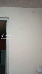 una bonita araña con colmillos aparece en la pared de la oficina