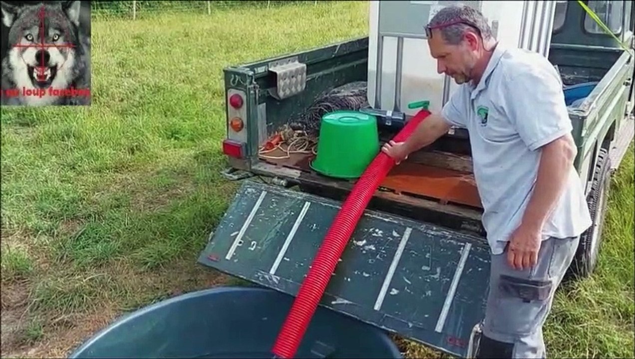 Le retour du loup pèse sur l’élevage
