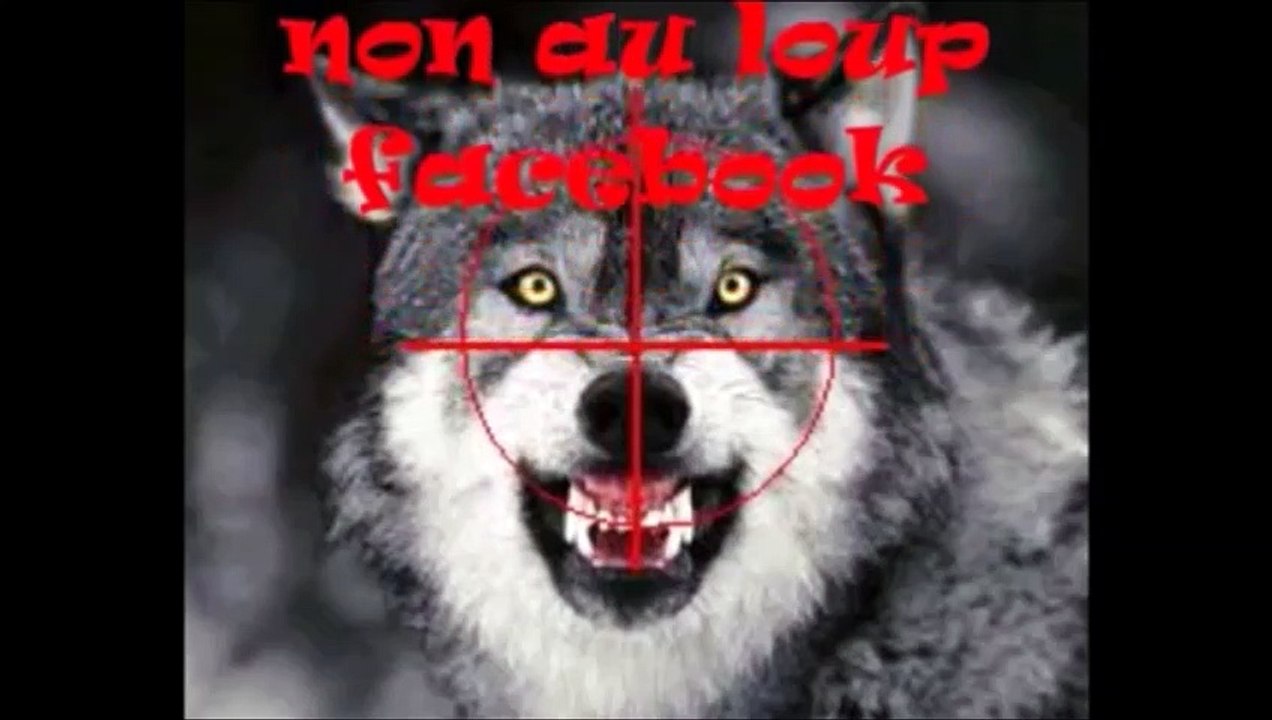 Les attaques de loup restent très élevées
