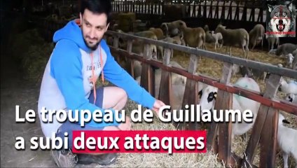 Lot le loup suspecté de nouvelles attaques