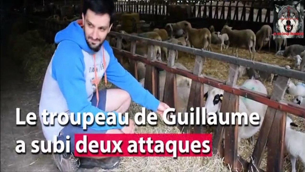 Lot le loup suspecté de nouvelles attaques