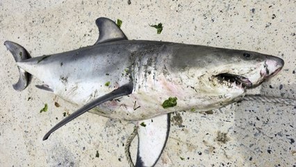 속초 앞바다서 '죠스' 백상아리 등 상어 잇단 발견...해경 "안전 주의" / YTN