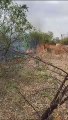Video Story: Burnt sandalwood garden