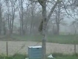 Caline pète un câble ...