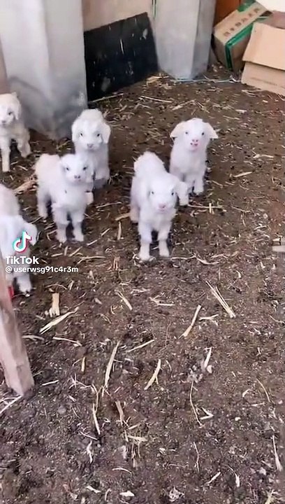 Cut little goats