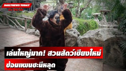 เล่นใหญ่มาก! สวนสัตว์เชียงใหม่ซ้อมแผนชะนีหลุด | DAILYNEWSTODAY เดลินิวส์ 23/06/66