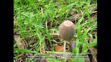 Coprinus auricomus. Champimaginatis. English Text