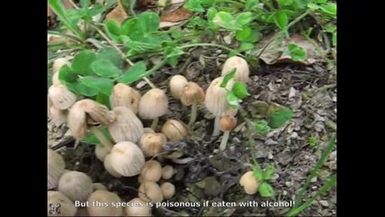 Coprinus disseminatus. Champimaginatis. English Text