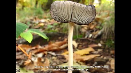 Coprinus lagopus. Champimaginatis. English Text