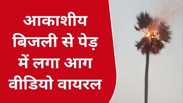 बलिया: आकाशीय बिजली गिरने से धू-धू कर जला पेड़, लोगों ने बचाई अपनी जान