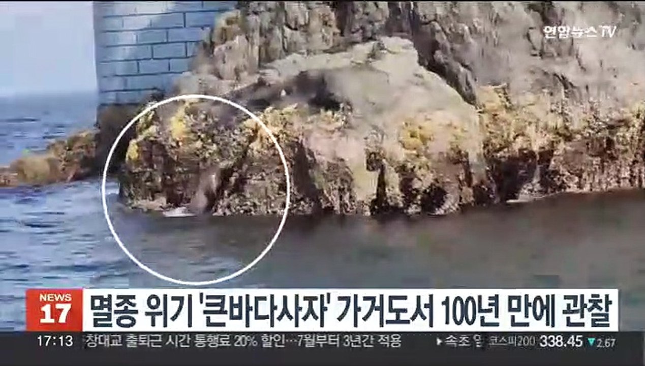 멸종위기 '큰바다사자' 가거도서 100년 만에 관찰