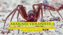 Araignée violoniste : comment reconnaître cet insecte qui peut être mortel