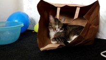Funny Cat Loves to Sit in a Paper Bag (21)