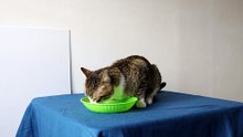 This Cat Refuses to Eat on the Floor (1)