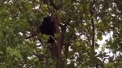 सिवनी: भालू का रेस्क्यू जारी, हालत नियंत्रण करने प्रशासन के छूटे पसीने