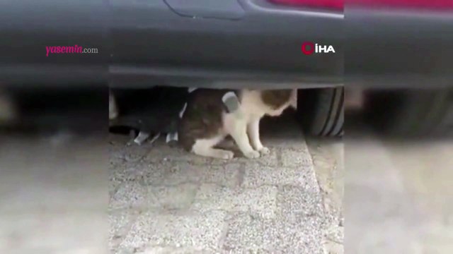 Kedinin vücuduna ağda yapıştırdılar! Böyle vicdansızlık görülmedi