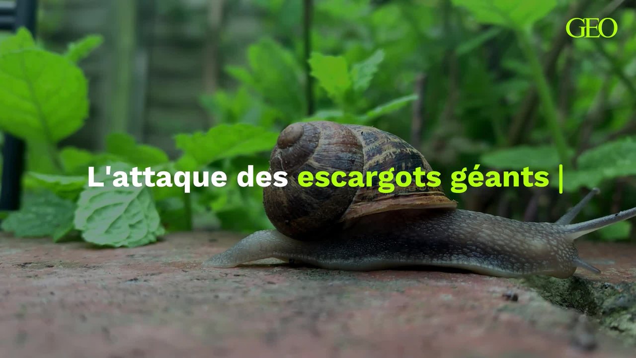 L'attaque des escargots géants en Floride